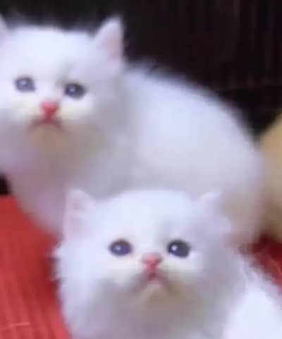 Persian female kitten for sale delivery available all Pakistan