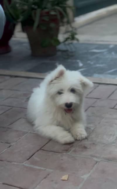 american poodle (03071069008]