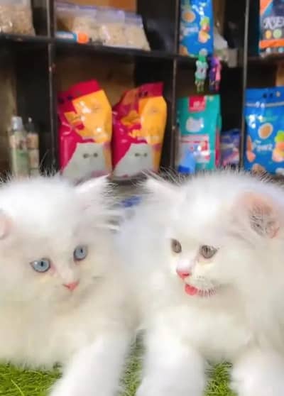Persian female kitten for sale delivery available all Pakistan