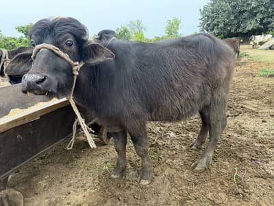 One bull and calf for sale