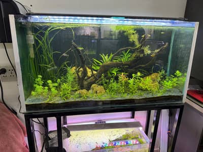 Fish aquarium with live plants