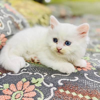 bule eyes perisan female  kitten 