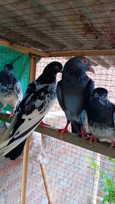 parwazi pigeons available