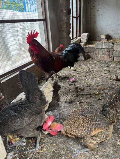 Desi hens and Desi murga