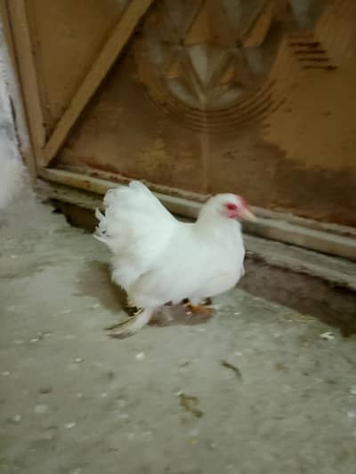 bantam female fancy