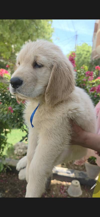  Premium 60-Day-Old Golden Retriever Puppies