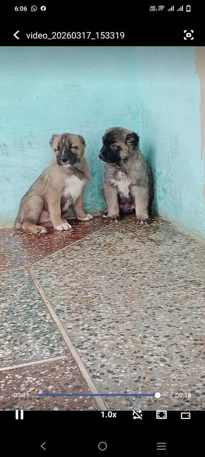 Afghan kuchi quality puppies available