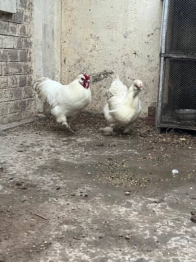 silkie hens