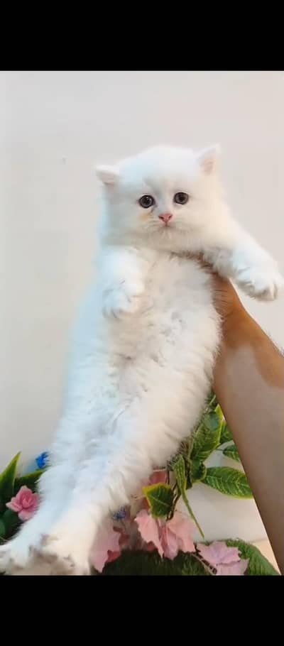 Persian cat / Persian kittens / triple coated / punch face/ peki face