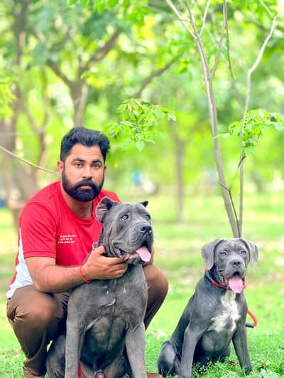 cane corso alabai Caucasian Shepherd 03234696626