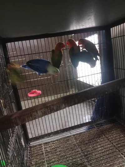 lovebirds