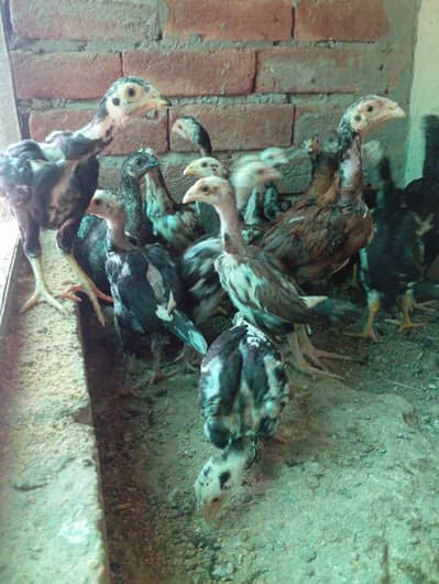 Thai × chicks healthy and active