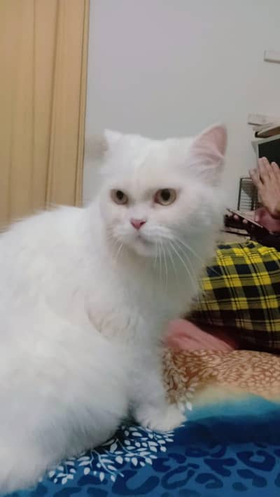 a Persian cat is for sale