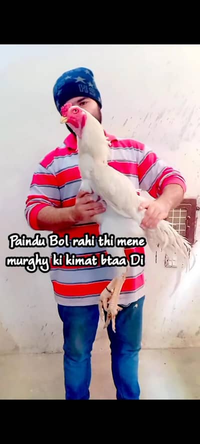 Pure White German Shamo Pair For Sale