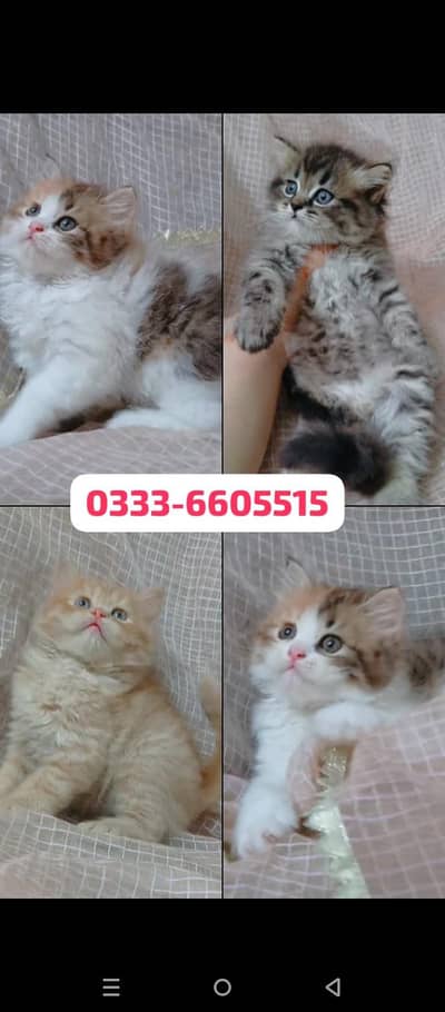 pure Persian triple coat calico ginger tabby black kittens available