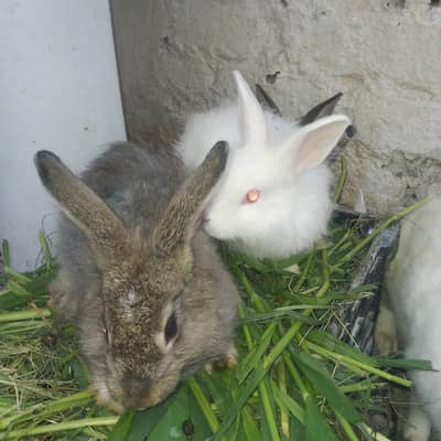 rabbits in kohat