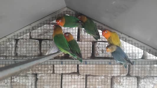 lovebirds fisher and lutino