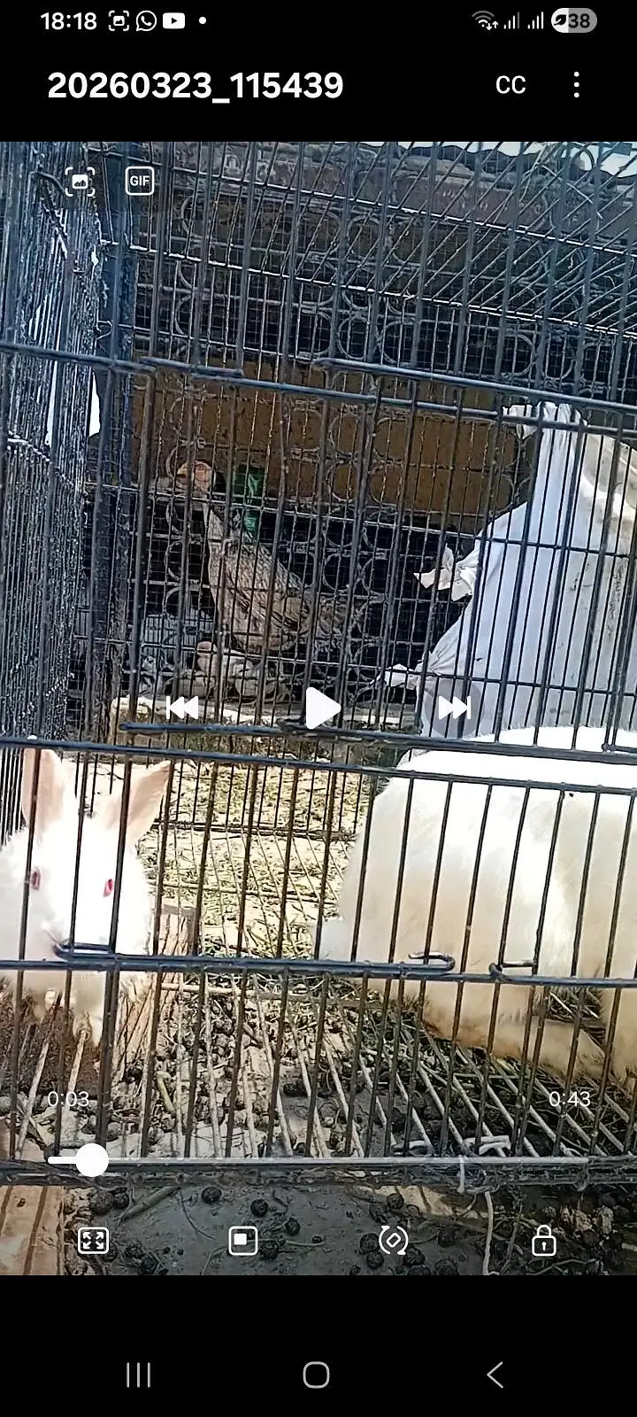 red eyes rabit