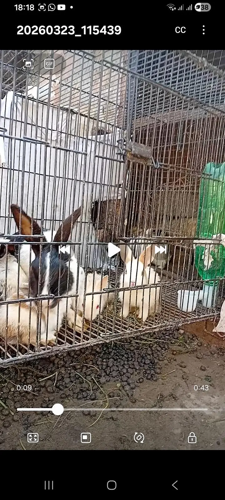 red eyes rabit — photo 2