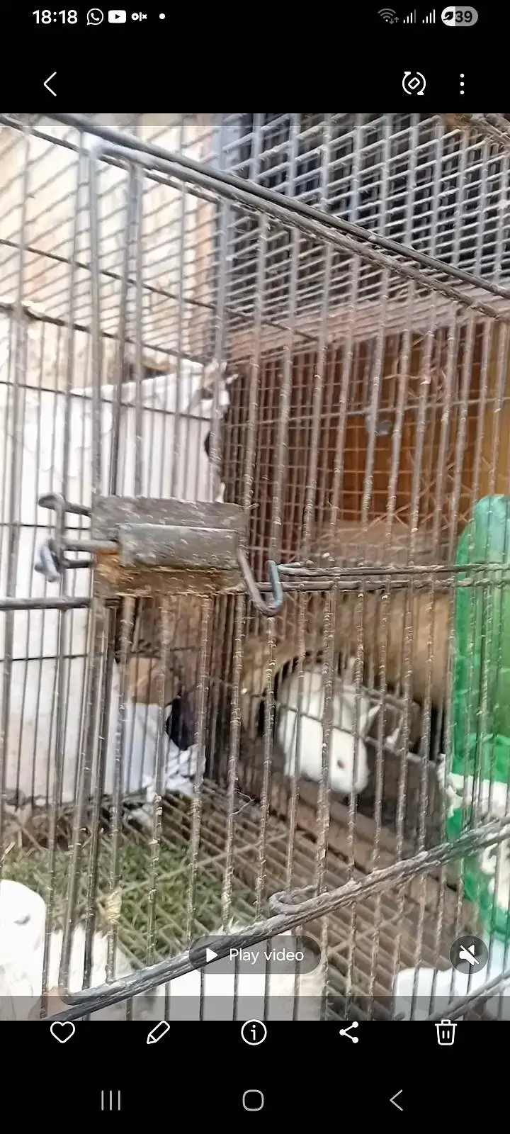red eyes rabit — photo 3