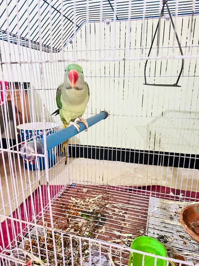 Green parrots pahari