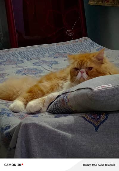 peki face cat  / persian cat  /Adult  male cat / breeder male cat