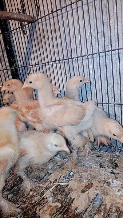 Golden buff heavy chicks