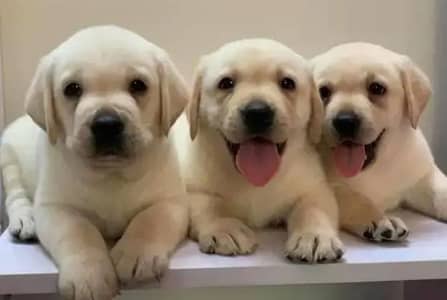Labrador female , male puupies available for sale +92,330,540,611,5