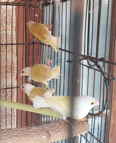Yellow Back Gouldian Finches Chicks and Adult Lutino Fishri pair