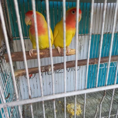 Adult Lutino Fishri pair and Blue Pasnata Chicks