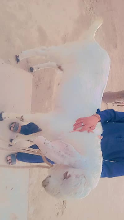 white male goat gona