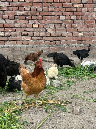 Desi hens for sale