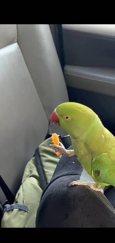 raw talking hamd tane female Wtp 03241858868