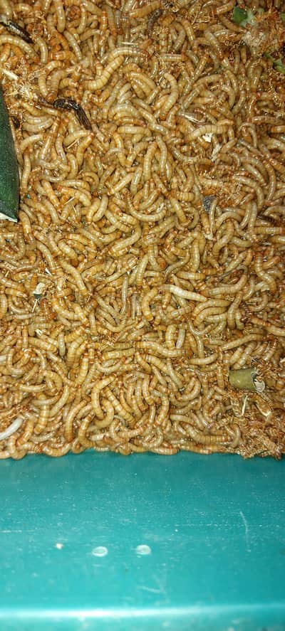 mealworms