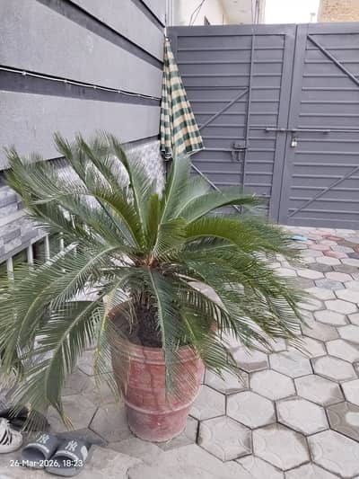 Sago palm