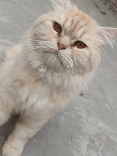Persian cat (male) adult