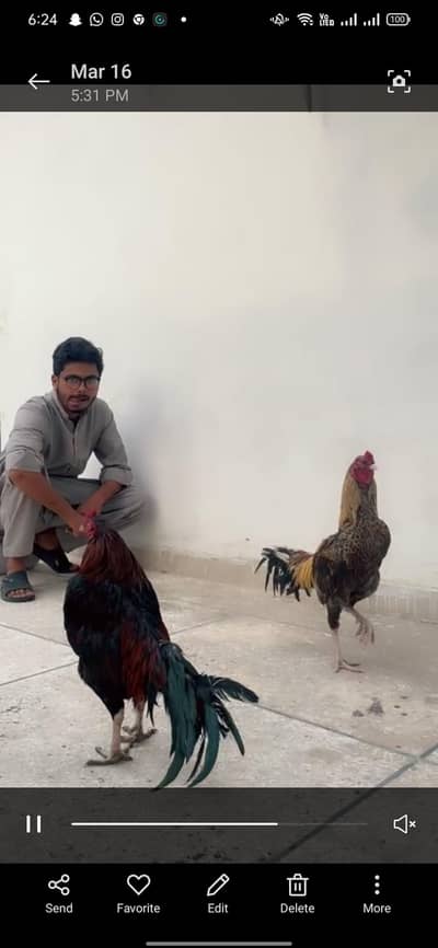 2 murghy for sale hai