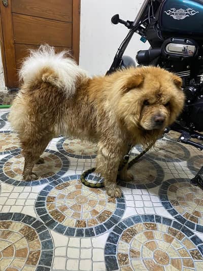 IMPORTED CHOW CHOW PUPPIES AVAILABLE FOR BOOKING