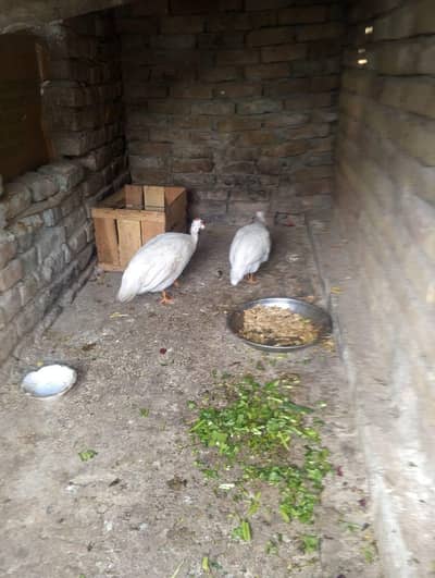 White Tittar for Sale