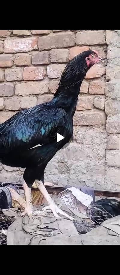 QUALITY ASEEL PATHY FOR SALE HOM BREED