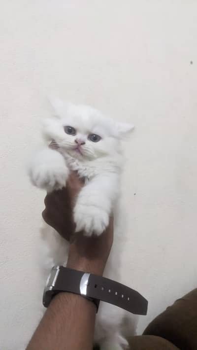 persian female cat
