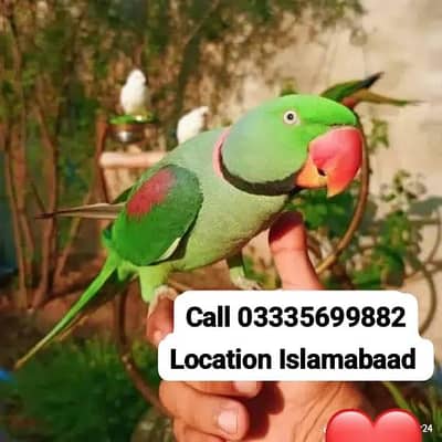 Proper Hand Tamed Full Friendly Kashmiri Raw Male Parrot Jumbo Size