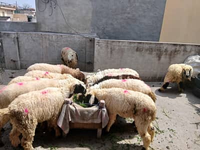 mundray  chatry dumbay  desi chatray sheep for sale