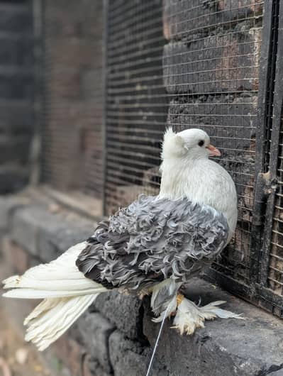 Blue sedal fency pegion