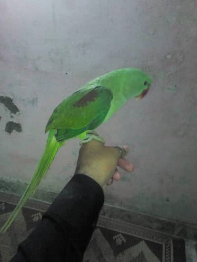 raw parrot