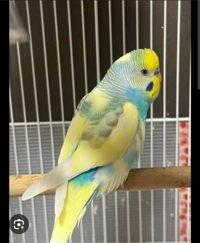 Rainbow Budgies Required