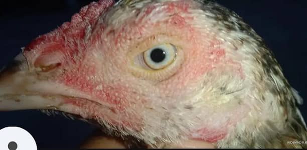 Aseel female for sale