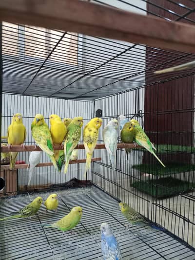 Budgies , snow white  and java pairs available for sale