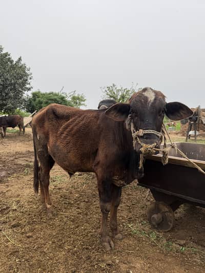 One katta and wacha for sale of meat