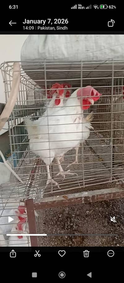 layer hens for sale